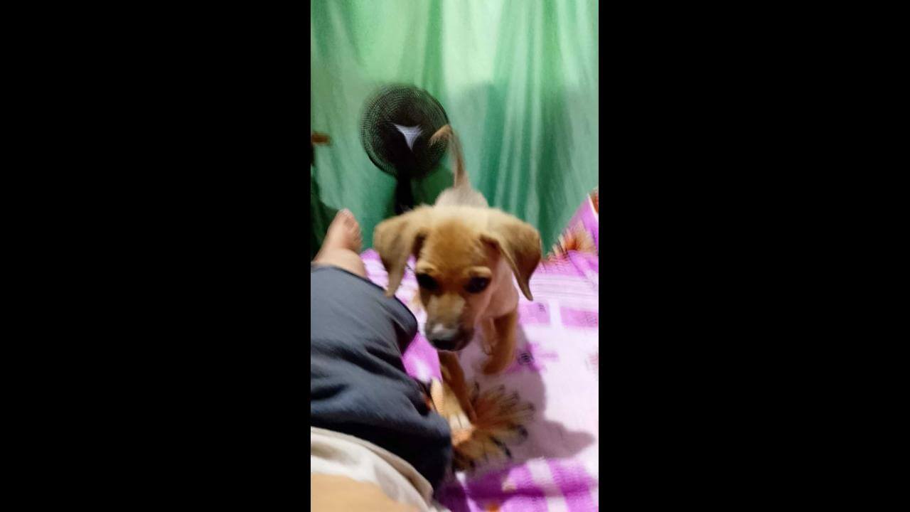 Cachorra desapareceu no bairro Jardim Colméia Cachorra desapareceu no bairro Jardim Colméia
