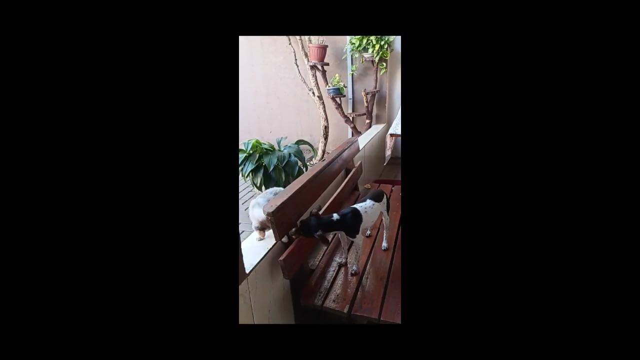 Cachorro Chico desapareceu no bairro 14 de Novembro Cachorro Chico desapareceu no bairro 14 de Novembro