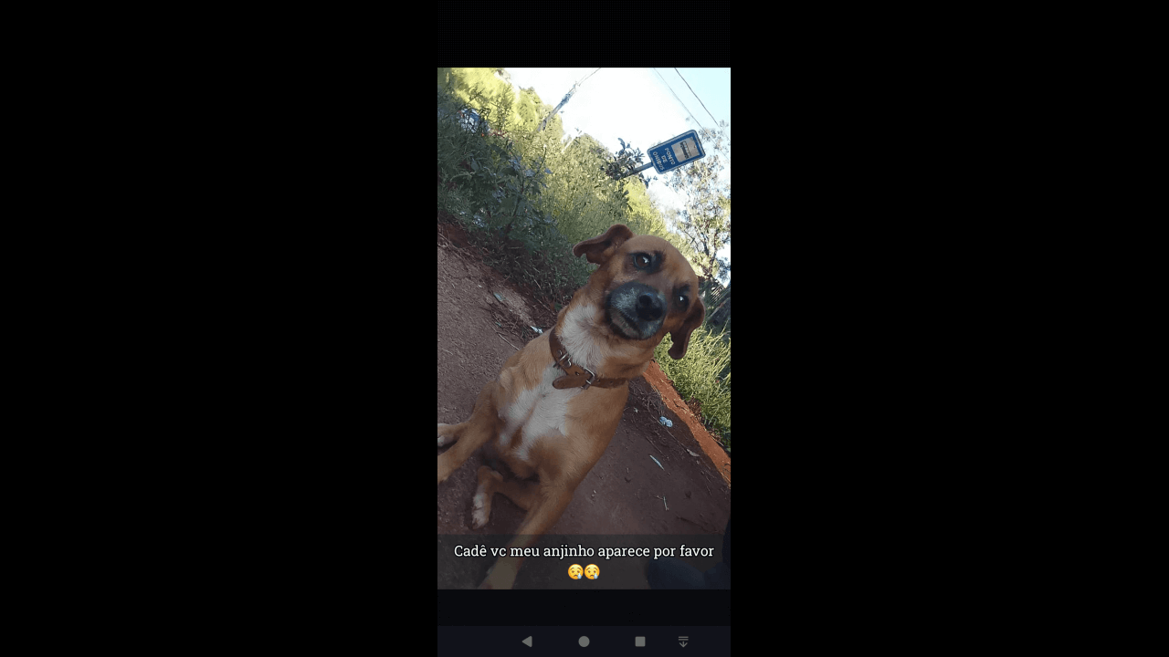 Cachorra Chorona desapareceu no bairro Universitário Cachorra Chorona desapareceu no bairro Universitário