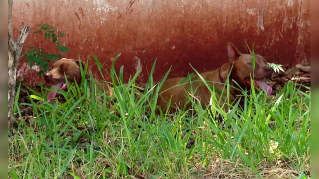 Prestador de serviços fica gravemente ferido após ataque de pitbulls no Paraná Prestador de serviços fica gravemente ferido após ataque de pitbulls no Paraná