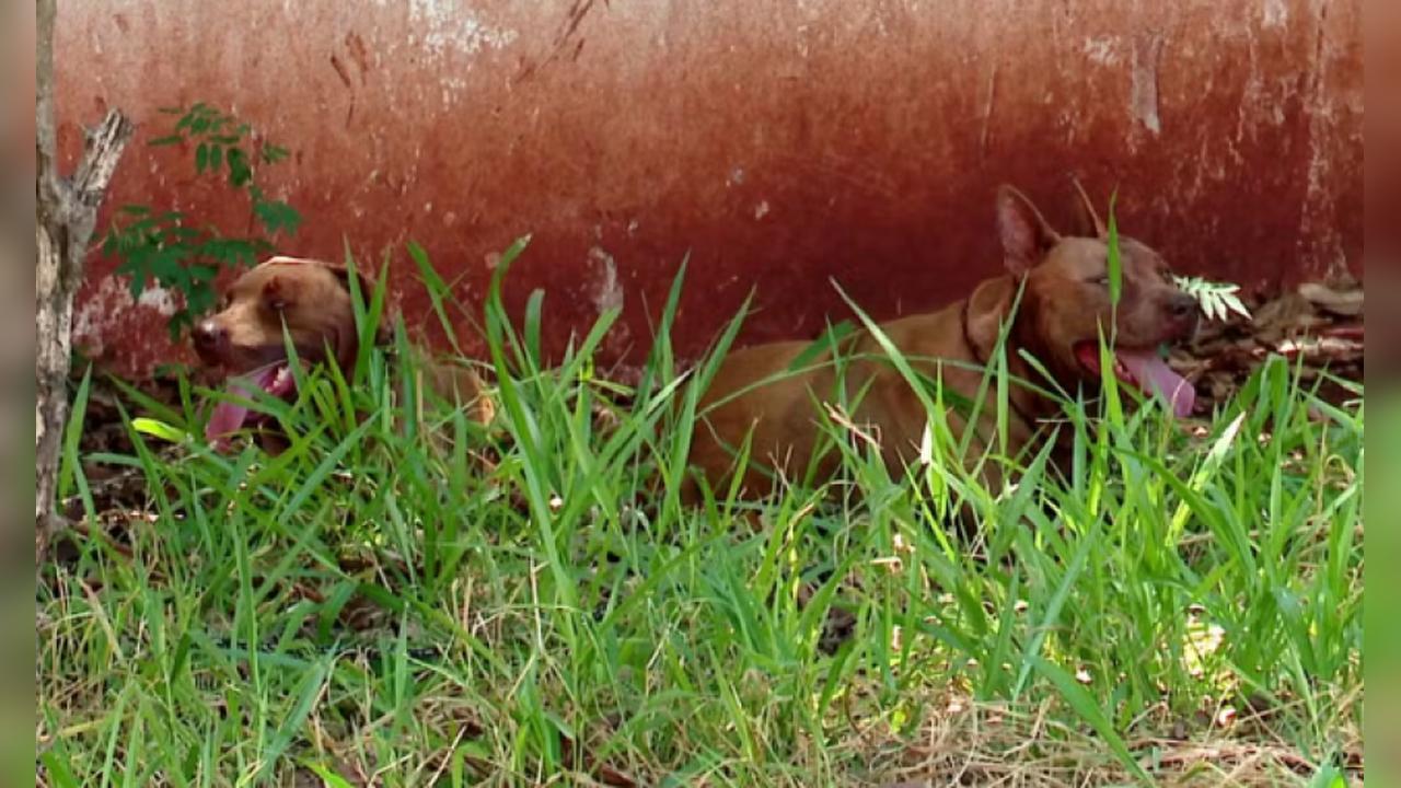Prestador de serviços fica gravemente ferido após ataque de pitbulls no Paraná Prestador de serviços fica gravemente ferido após ataque de pitbulls no Paraná