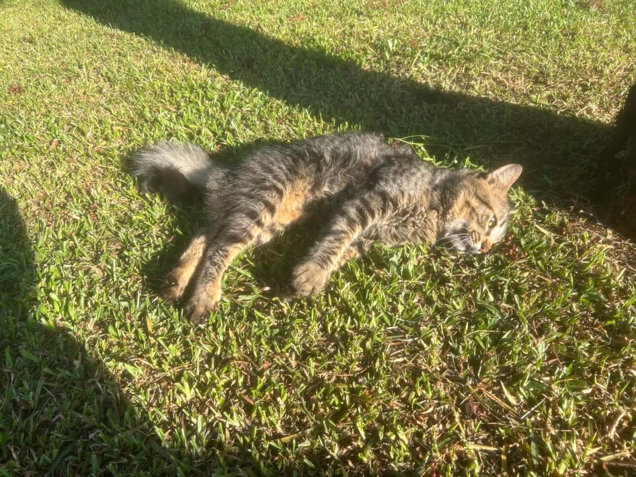 Gato atropelado na rua Manaus é resgatado e está internado; Procura-se tutor