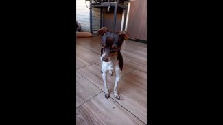 Imagem referente a Cachorro Chico desapareceu no bairro 14 de Novembro