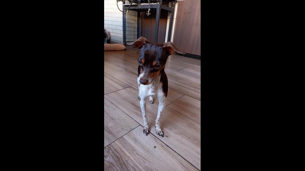Cachorro Chico desapareceu no bairro 14 de Novembro