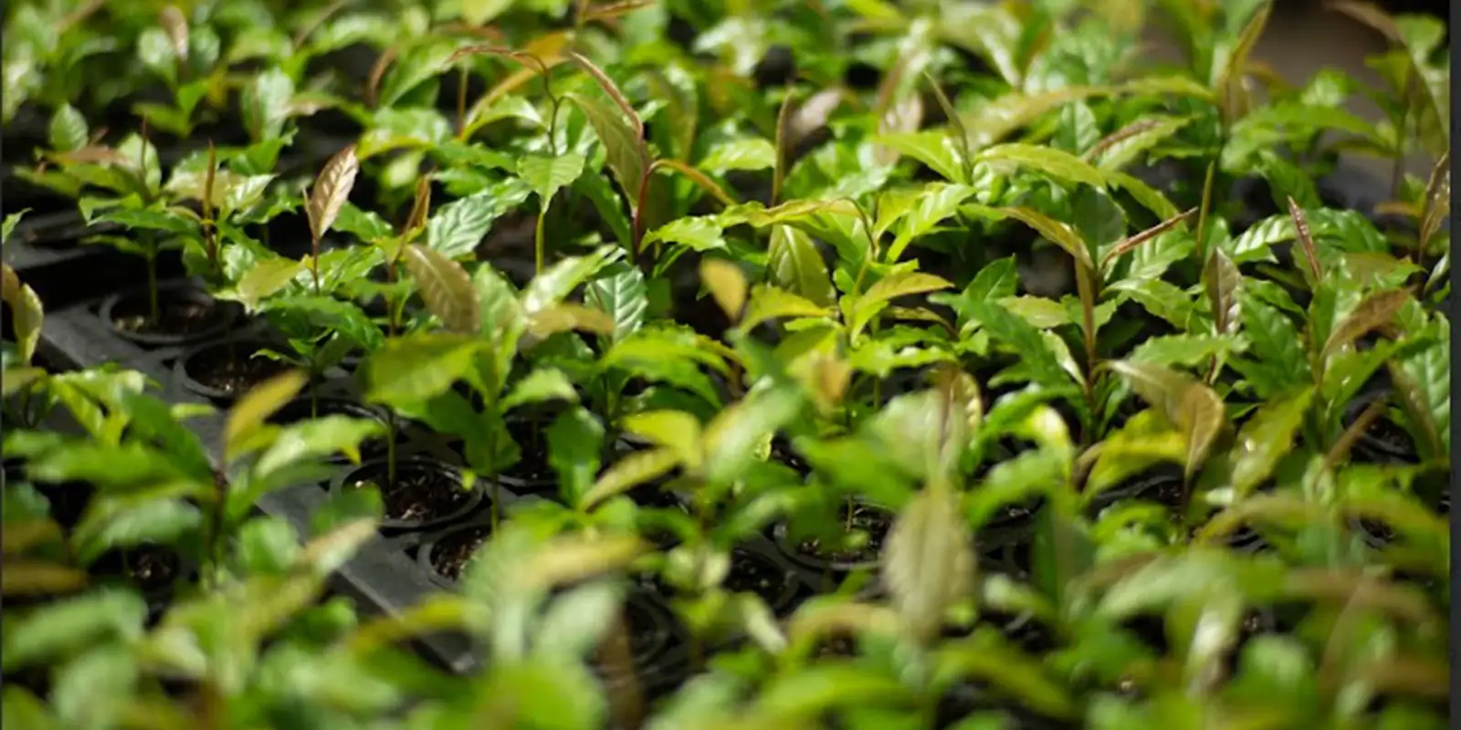Mata Atlântica: de bioma devastado a exemplo de restauração florestal Imagem referente a Mata Atlântica: de bioma devastado a exemplo de restauração florestal