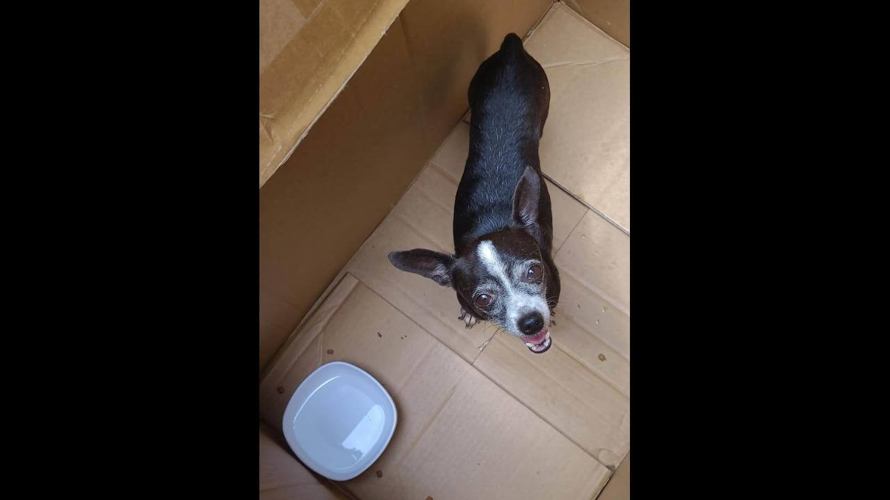 Cachorro é encontrado no bairro Alto Alegre
