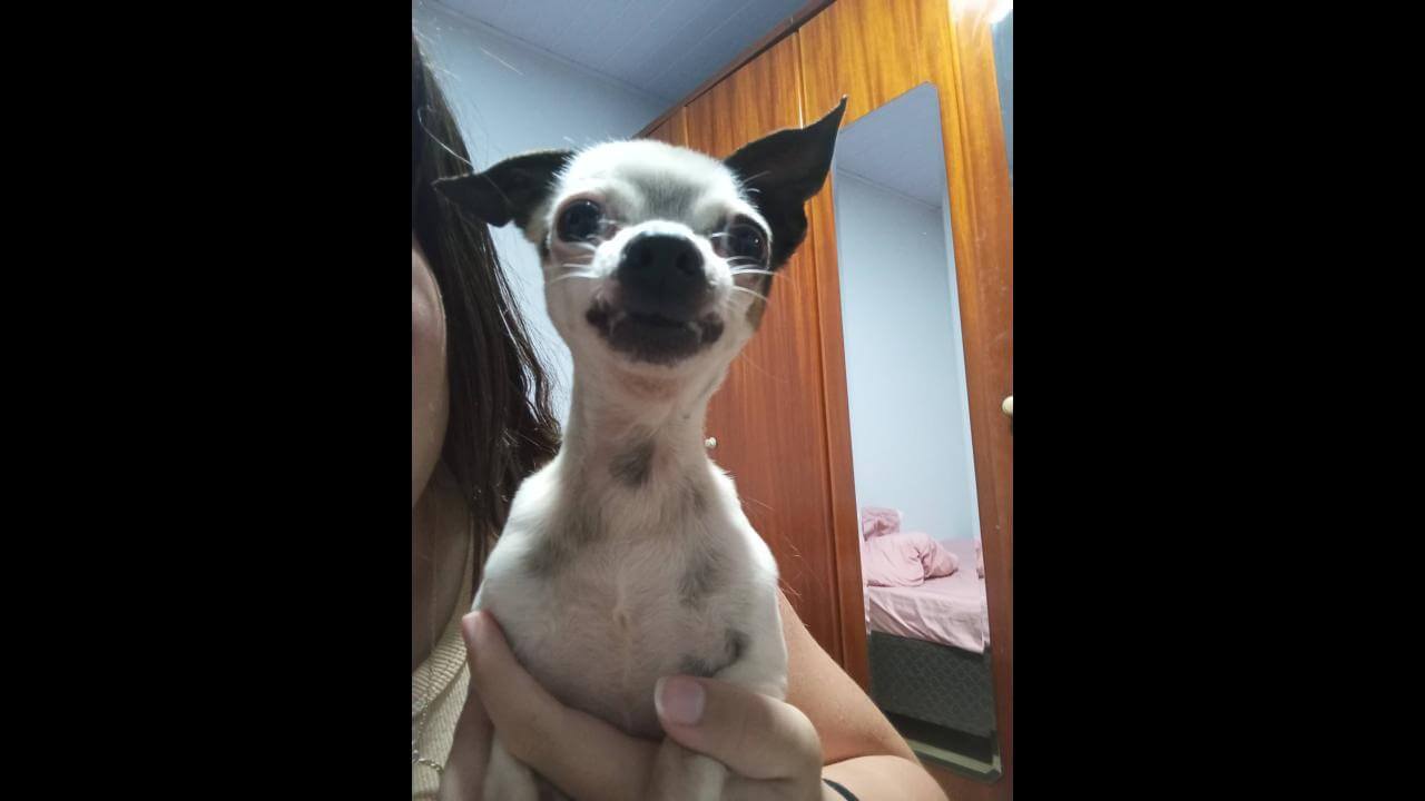 Cachorro Snupy desapareceu no bairro Tarumã