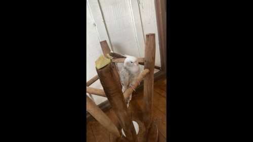 Calopsita é encontrado no bairro Coqueiral Calopsita é encontrado no bairro Coqueiral