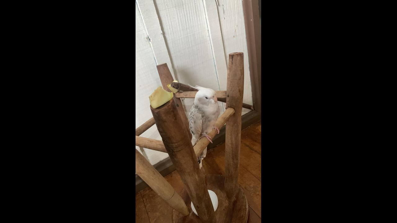 Calopsita é encontrado no bairro Coqueiral