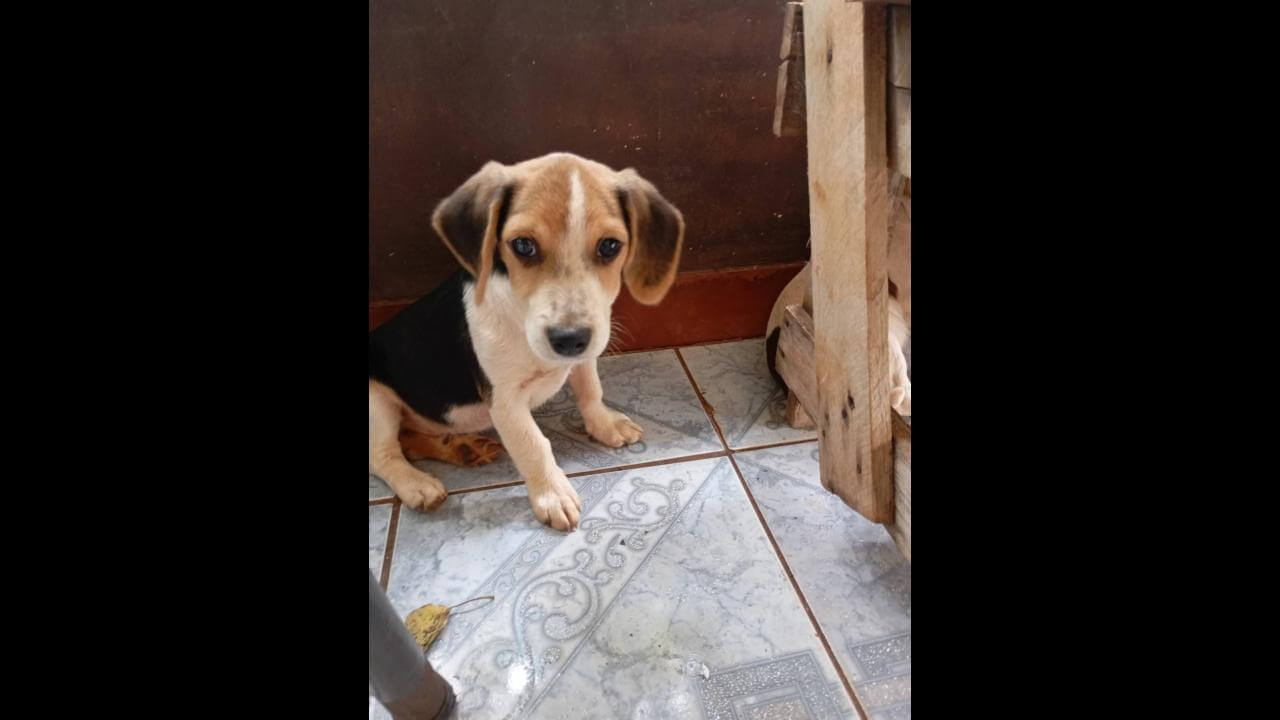 Cachorro é encontrado no bairro Maria Luiza