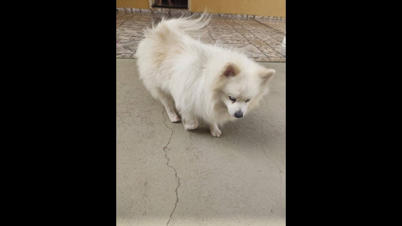 Cachorro é encontrado no bairro Parque São Paulo Cachorro é encontrado no bairro Parque São Paulo