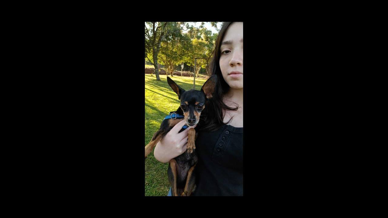 Cachorro Tedy desapareceu no bairro 14 de Novembro