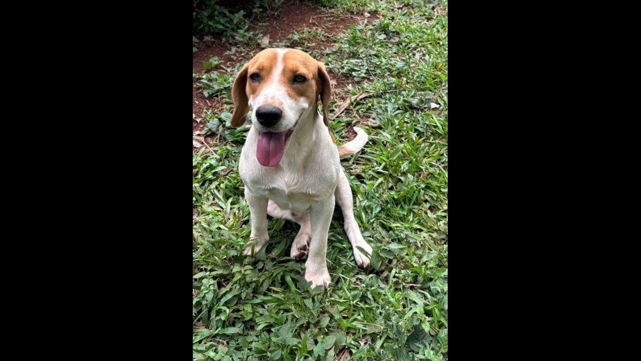 Cachorro Floquinho desapareceu no bairro Maria Luiza