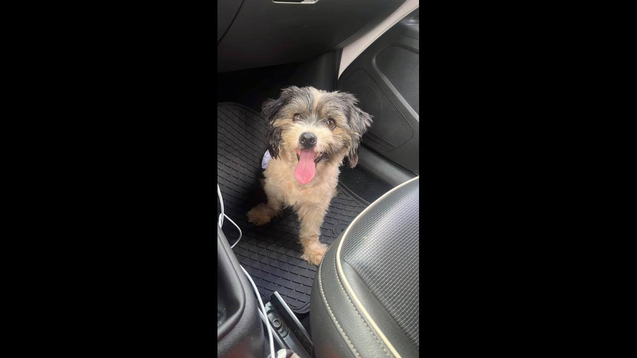 Cachorro é encontrado no bairro Centro