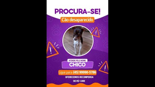 Cachorro Chico desapareceu no bairro 14 de Novembro Cachorro Chico desapareceu no bairro 14 de Novembro