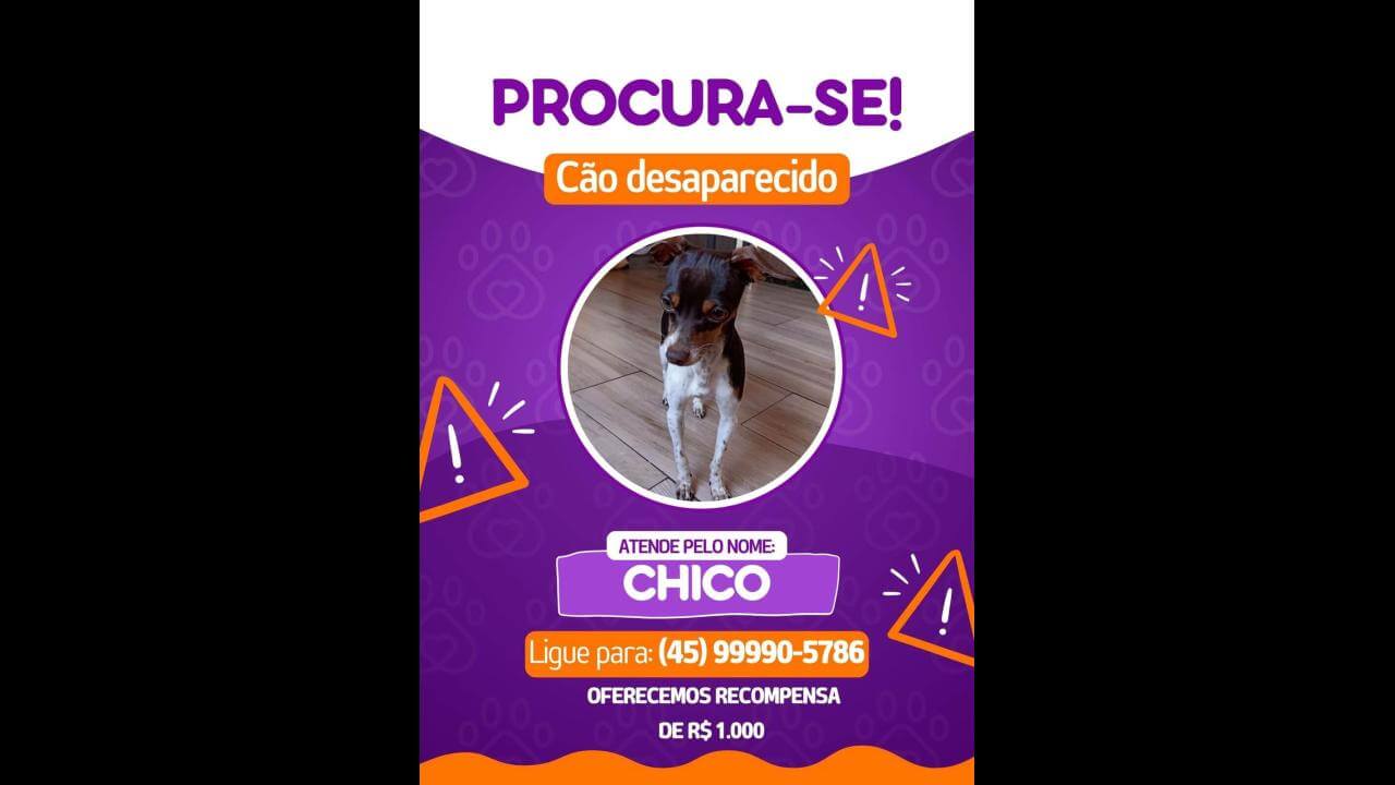 Cachorro Chico desapareceu no bairro 14 de Novembro