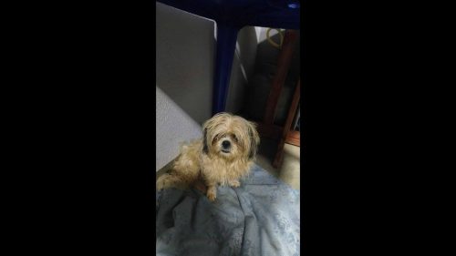 Cachorro é encontrado no bairro Santa Felicidade Cachorro é encontrado no bairro Santa Felicidade