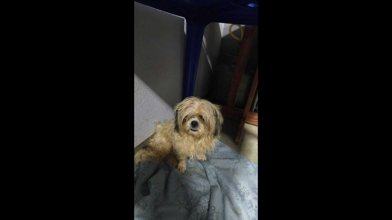 Cachorro é encontrado no bairro Santa Felicidade