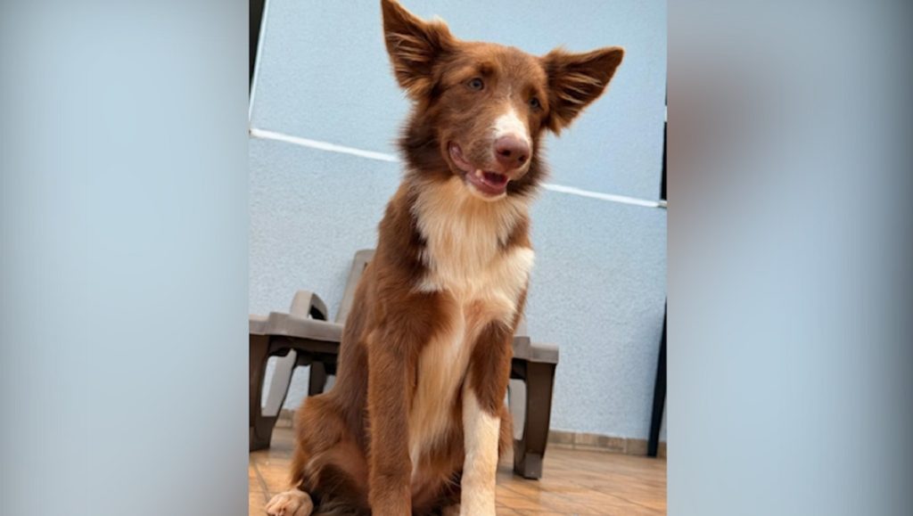 Border collie ‘Avelã’ fugiu no Cancelli e família pede ajuda