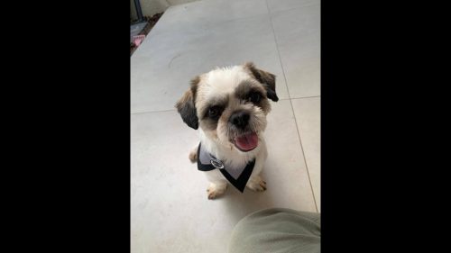 Cachorro Totoro desapareceu no bairro Parque Verde Cachorro Totoro desapareceu no bairro Parque Verde