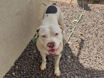 Pitbull solto passa o fim de semana avançando sobre moradores no Santa Cruz Imagem referente a Pitbull solto passa o fim de semana avançando sobre moradores no Santa Cruz