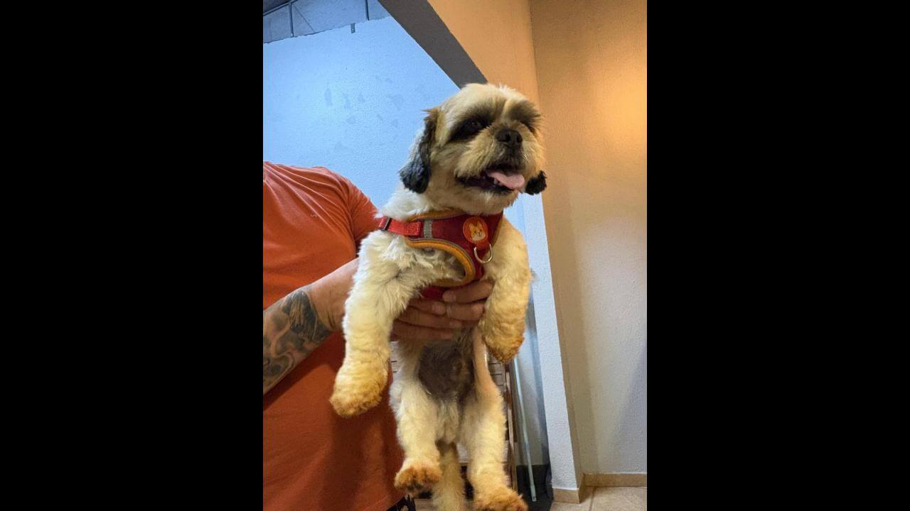 Cachorro é encontrado no bairro Parque Verde