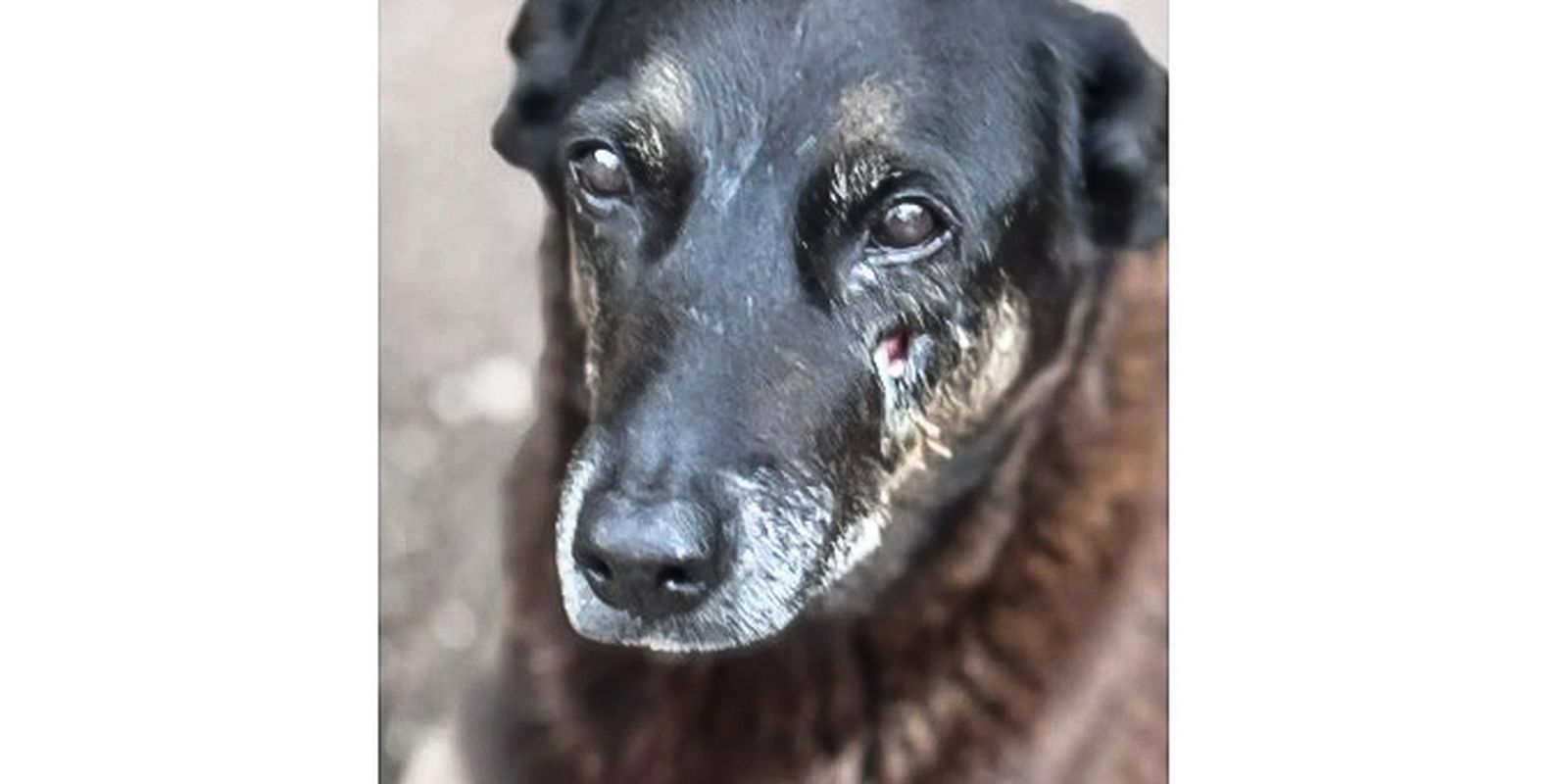 Soldado da PM depõe por ter matado cachorro comunitário em São Paulo Soldado da PM depõe por ter matado cachorro comunitário em São Paulo