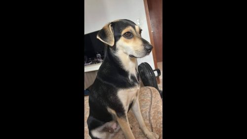 Cachorra desapareceu no bairro Neva Cachorra desapareceu no bairro Neva