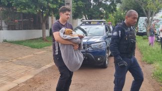 Denúncia de estupro contra cachorro mobiliza Guarda Municipal no Bairro Santa Felicidade