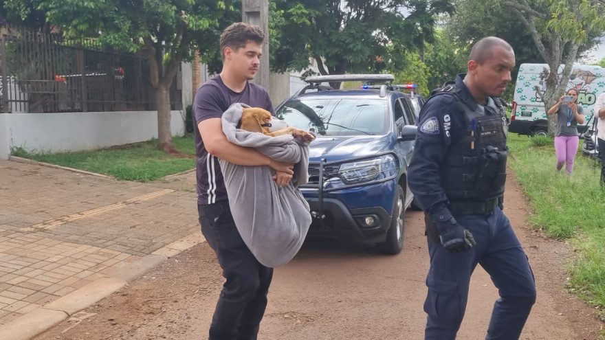 Denúncia de estupro contra cachorro mobiliza Guarda Municipal no Bairro Santa Felicidade