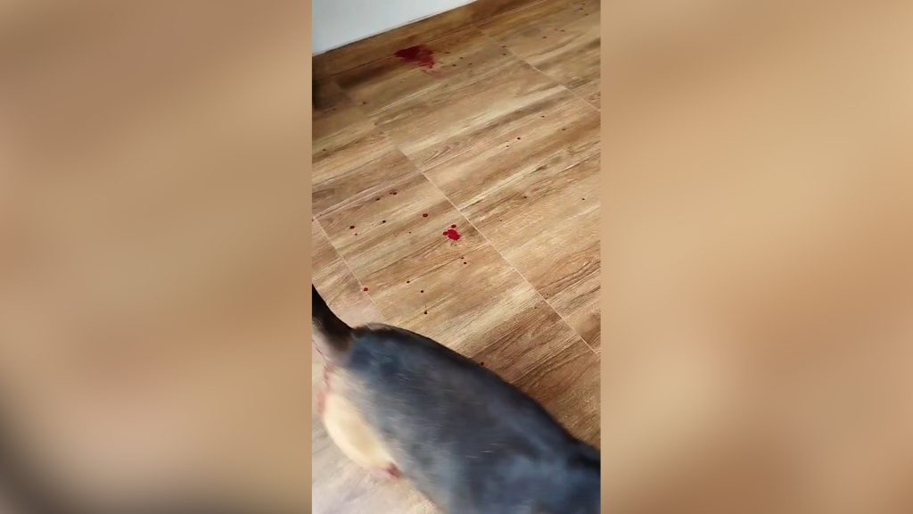 Imagens revelam casa tomada por sangue e expõem denúncia de estupro contra cachorro em Cascavel