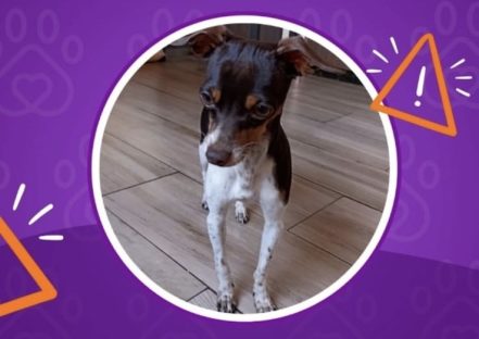 Cachorrinho Chico desaparece no bairro Santa Felicidade e deixa família desesperada Cachorrinho Chico desaparece no bairro Santa Felicidade e deixa família desesperada