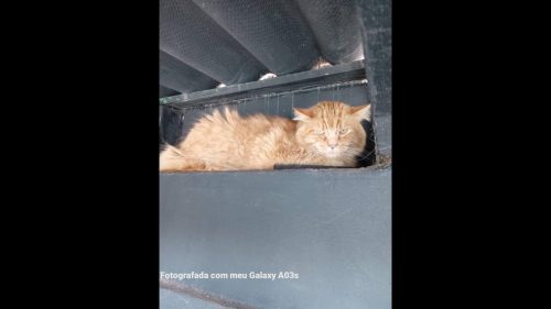 Gato é encontrado no bairro Parque São Paulo Gato é encontrado no bairro Parque São Paulo