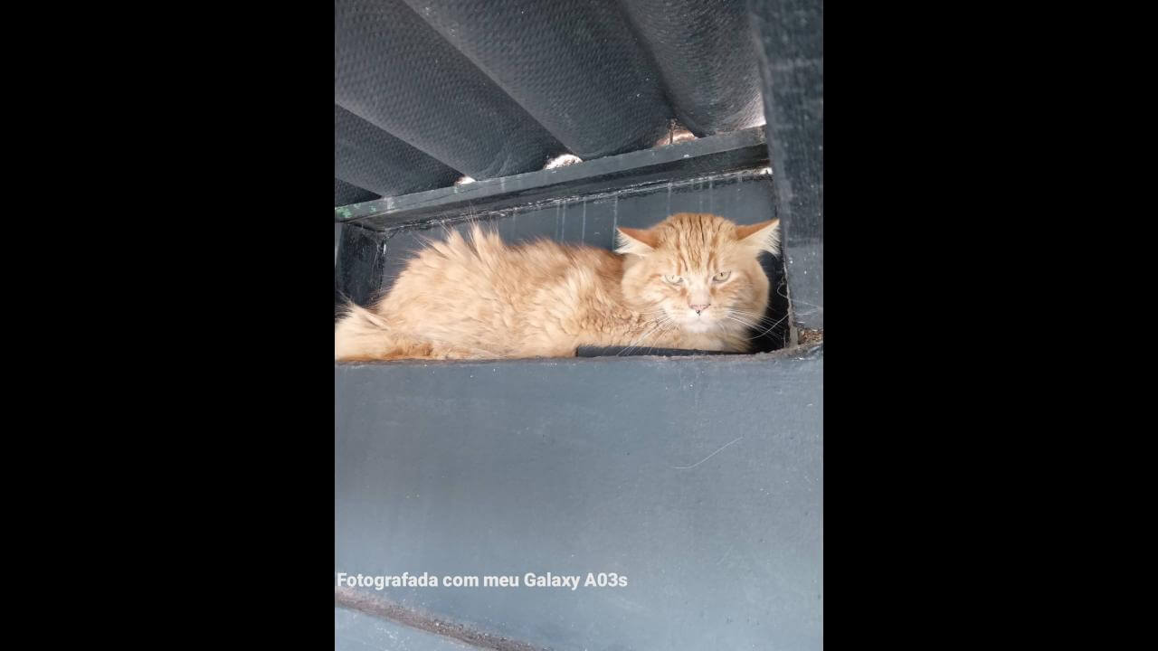Gato é encontrado no bairro Parque São Paulo