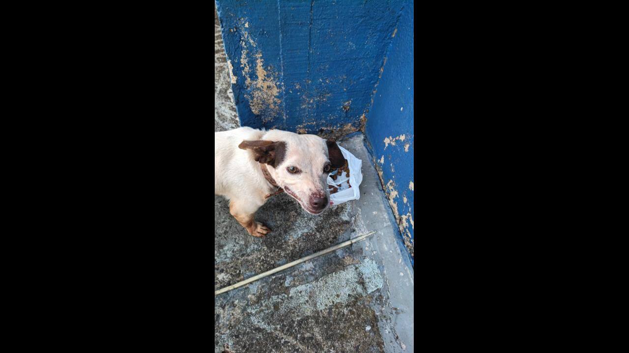 Cachorra é encontrada no bairro Região do Lago