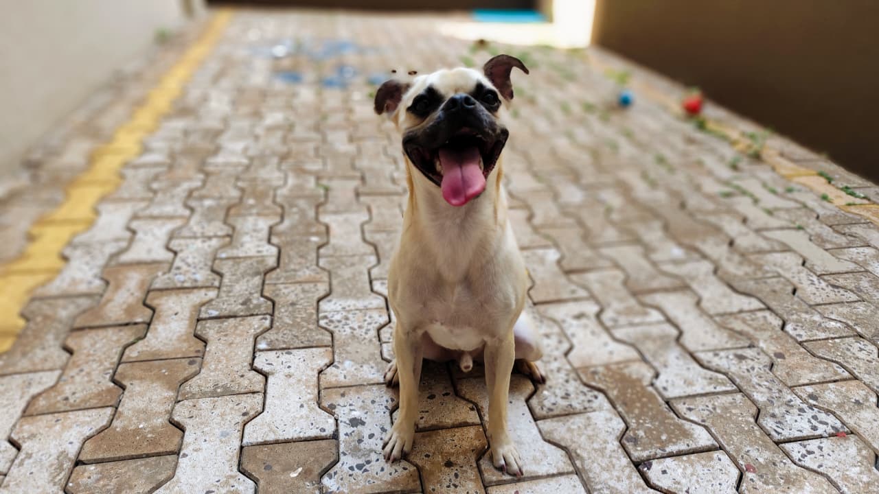 Julho Dourado lembra uma verdade simples: animal não é coisa