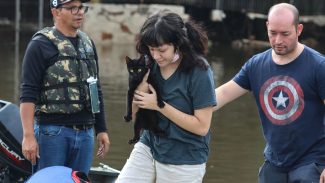 Senado aprova política de proteção a animais resgatados em desastres