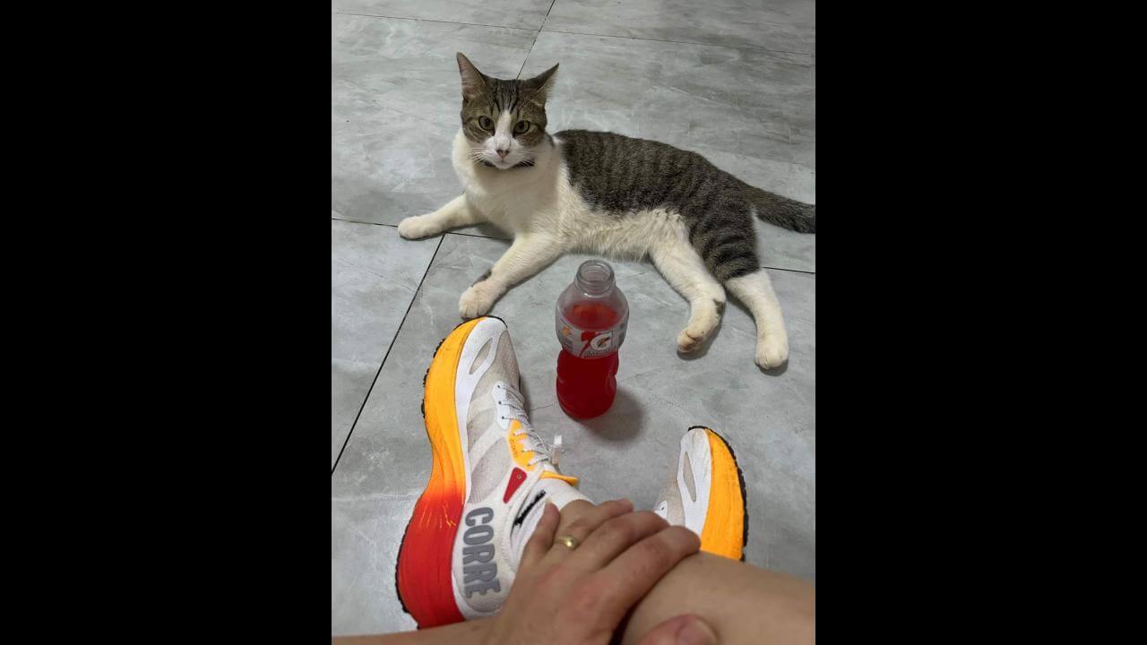 Gato Joaquim desapareceu no bairro Parque Verde