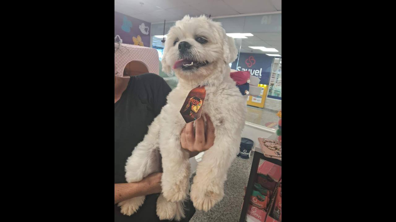 Cachorro é encontrado no bairro Neva