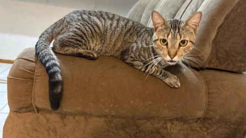 Gato é encontrado no bairro Alto Alegre Gato é encontrado no bairro Alto Alegre