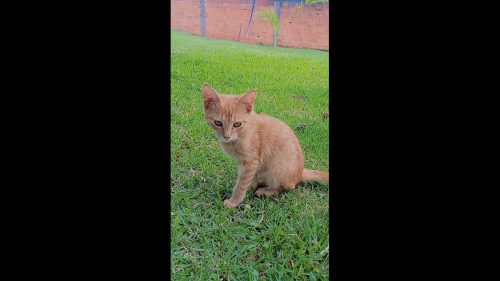 Gato Canela desapareceu no bairro Alto Alegre Gato Canela desapareceu no bairro Alto Alegre
