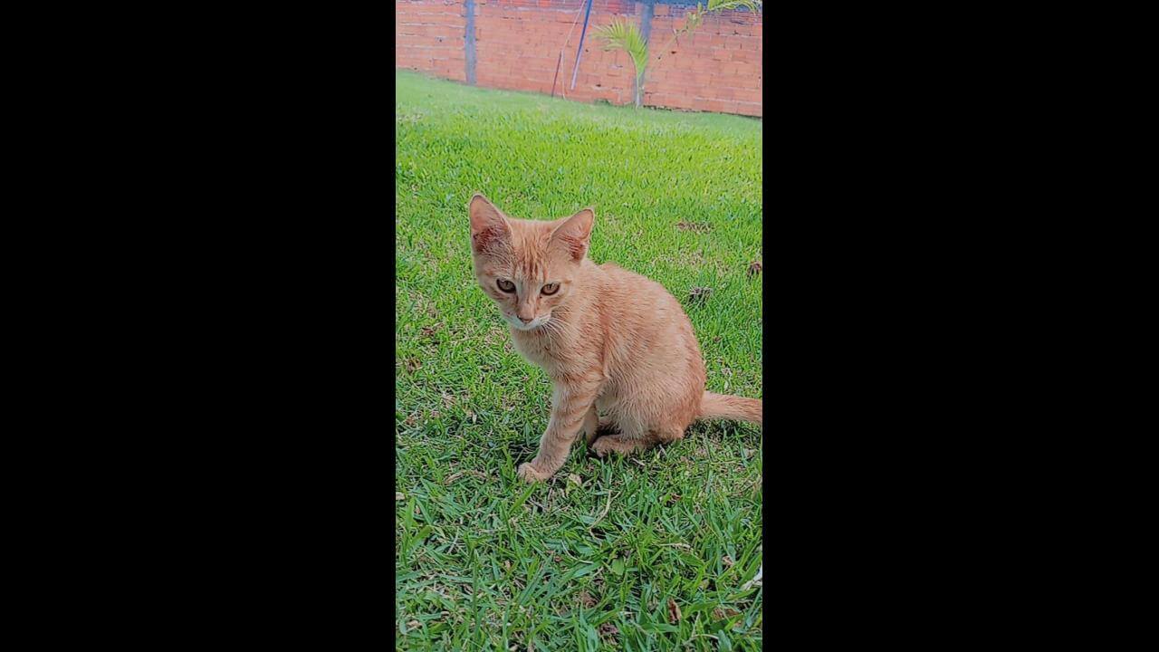 Gato Canela desapareceu no bairro Alto Alegre Gato Canela desapareceu no bairro Alto Alegre