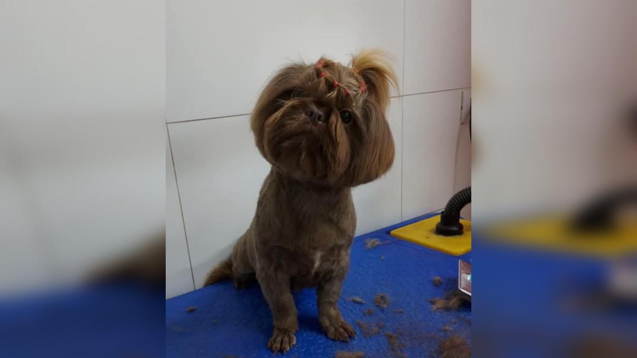 Cachorra Cacau desapareceu na área rural da Colônia Rio Barreiro Cachorra Cacau desapareceu na área rural da Colônia Rio Barreiro