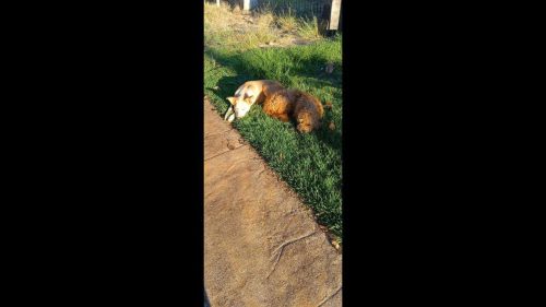 Cachorro é encontrado no bairro Recanto Tropical Cachorro é encontrado no bairro Recanto Tropical