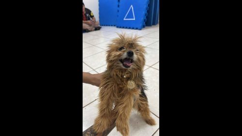Cachorra é encontrada no bairro Centro Cachorra é encontrada no bairro Centro