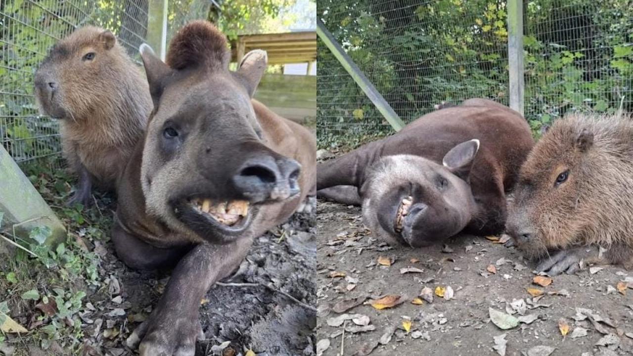 Melhores amigas: Anta brasileira e capivara são sacrificadas juntas em zoológico Melhores amigas: Anta brasileira e capivara são sacrificadas juntas em zoológico
