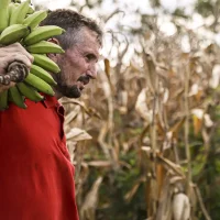 Imagem referente a Câmara aprova uso de recursos do FGO em operações do Pronaf