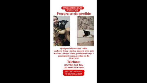 Cachorra Mel desapareceu no bairro Angra dos Reis Cachorra Mel desapareceu no bairro Angra dos Reis