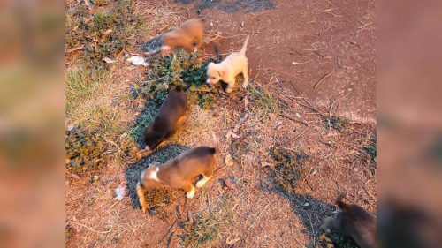 Filhotes de cachorro desaparecem de residência no bairro Morumbi Filhotes de cachorro desaparecem de residência no bairro Morumbi