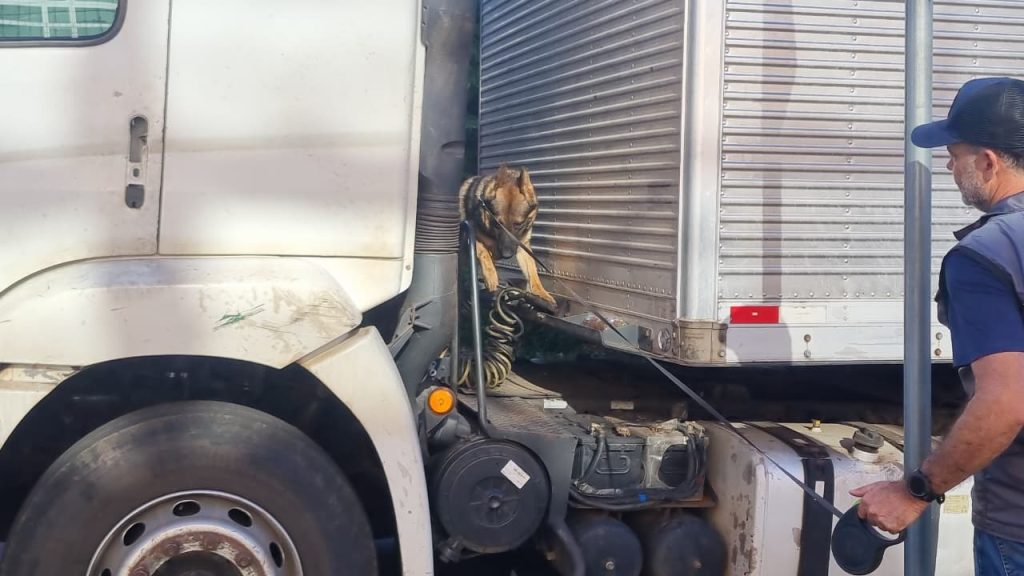 Com auxílio de cão farejador, Polícia Civil inspeciona caminhão clonado apreendido pela PRF em Cascavel Com auxílio de cão farejador, Polícia Civil inspeciona caminhão clonado apreendido pela PRF em Cascavel
